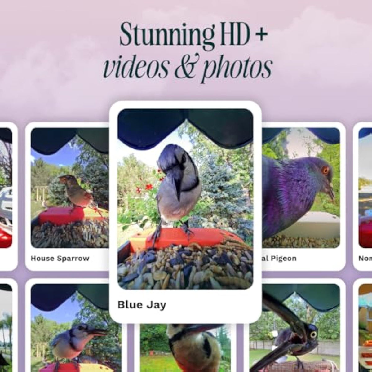🌞 Solar Bird Feeder with Camera – 50% OFF Today! 🐦📸